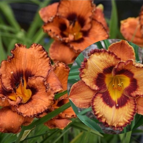 Hemerocallis 'San Luis Halloween' - Päevaliilia 'San Luis Halloween' C2/2L